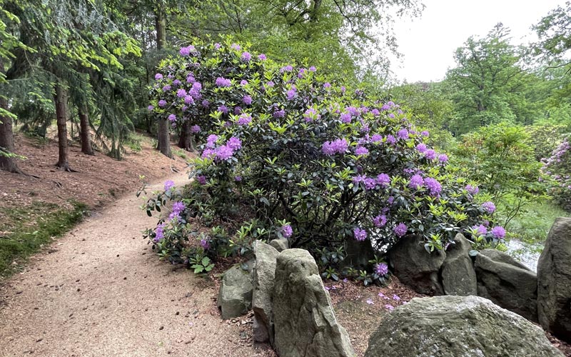 Rhododendren